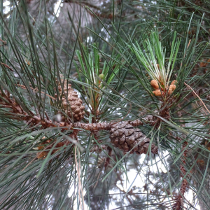 Photographie n°2485585 du taxon Pinus nigra J.F.Arnold [1785]