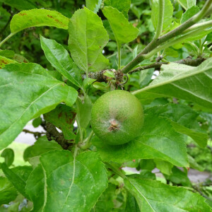 Photographie n°2485596 du taxon Malus pumila Mill. [1768]