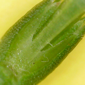 Photographie n°2485598 du taxon Crucianella latifolia L. [1753]