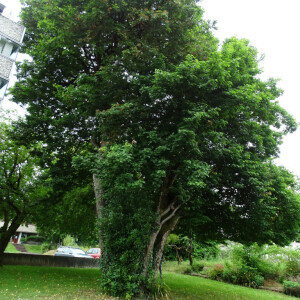 Photographie n°2485648 du taxon Sorbus torminalis (L.) Crantz [1763]