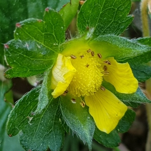 Photographie n°2485662 du taxon Potentilla indica (Andrews) Th.Wolf