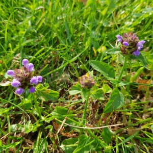 Photographie n°2485664 du taxon Prunella vulgaris L.