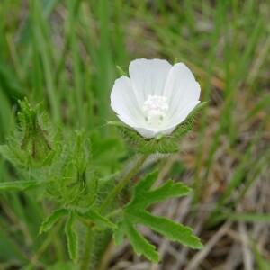 Photographie n°2485673 du taxon Malva setigera Spenn.