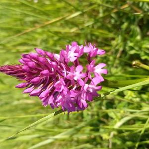 Photographie n°2485686 du taxon Orchis pyramidalis L. [1753]