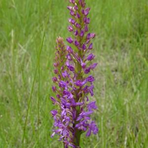 Photographie n°2485690 du taxon Gymnadenia conopsea (L.) R.Br.