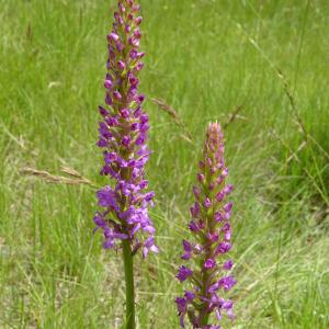 Photographie n°2485691 du taxon Gymnadenia conopsea (L.) R.Br.