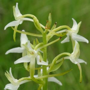 Photographie n°2485694 du taxon Platanthera bifolia (L.) Rich.