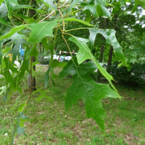 Photographie n°2485734 du taxon Quercus palustris Münchh. [1770]