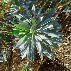 Photographie n°2485775 du taxon Euphorbia characias L.