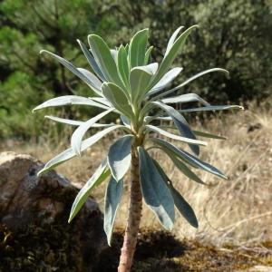 Photographie n°2485779 du taxon Euphorbia characias L. [1753]