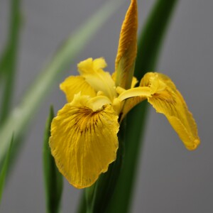 Photographie n°2485801 du taxon Iris pseudacorus L. [1753]