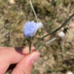 Photographie n°2485815 du taxon Cichorium intybus L. [1753]