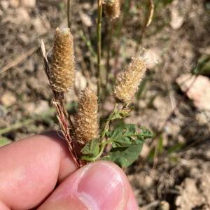 Photographie n°2485830 du taxon Plantago lagopus L. [1753]