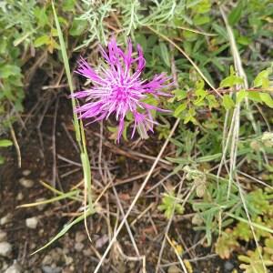 Photographie n°2485891 du taxon Centaurea stoebe L. [1753]