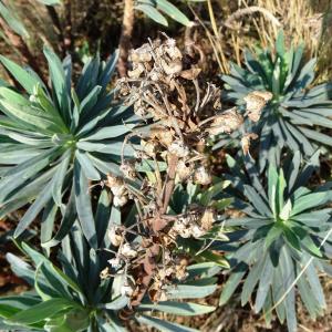 Photographie n°2485949 du taxon Euphorbia characias L.