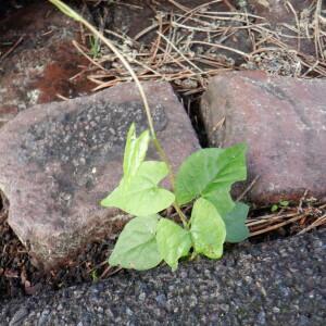  - Fallopia convolvulus (L.) Á.Löve [1970]