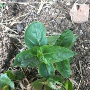 Photographie n°2485994 du taxon Mirabilis jalapa L.