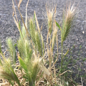 Photographie n°2486043 du taxon Hordeum murinum L.