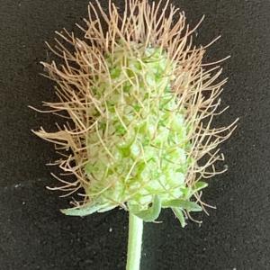 Photographie n°2486080 du taxon Scabiosa atropurpurea var. maritima (L.) Fiori [1903]