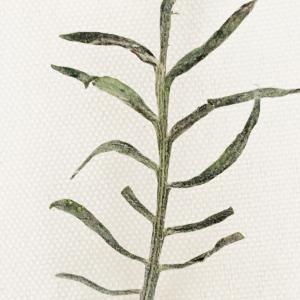 Photographie n°2486083 du taxon Scabiosa atropurpurea var. maritima (L.) Fiori [1903]