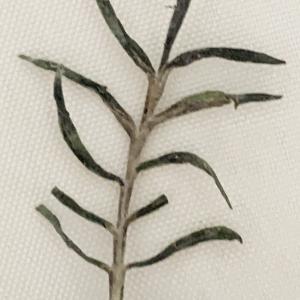 Photographie n°2486085 du taxon Scabiosa atropurpurea var. maritima (L.) Fiori [1903]