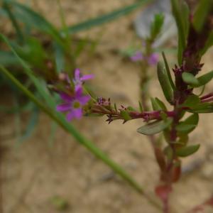Photographie n°2486110 du taxon Lythrum hyssopifolia L. [1753]