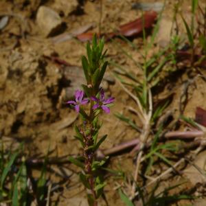 Photographie n°2486112 du taxon Lythrum hyssopifolia L. [1753]