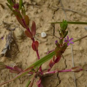 Photographie n°2486113 du taxon Lythrum hyssopifolia L. [1753]