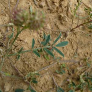 Photographie n°2486116 du taxon Onobrychis caput-galli (L.) Lam. [1779]