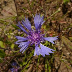 Photographie n°2486138 du taxon Cyanus segetum Hill