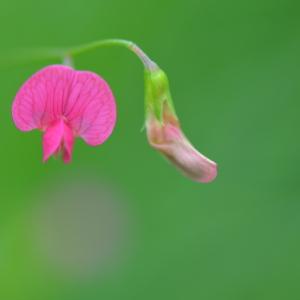 Photographie n°2486143 du taxon Lathyrus nissolia L. [1753]