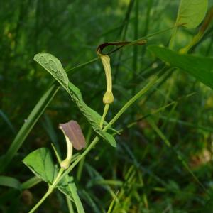 Photographie n°2486145 du taxon Aristolochia rotunda L.