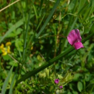 Photographie n°2486147 du taxon Lathyrus nissolia L.