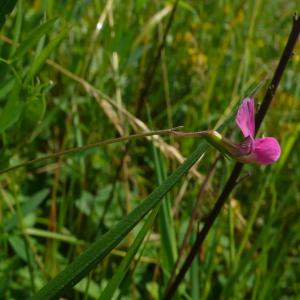 Photographie n°2486148 du taxon Lathyrus nissolia L.