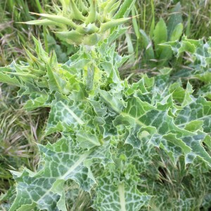 Photographie n°2486156 du taxon Silybum marianum (L.) Gaertn. [1791]