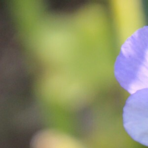 Photographie n°2486229 du taxon Viola tricolor L. [1753]