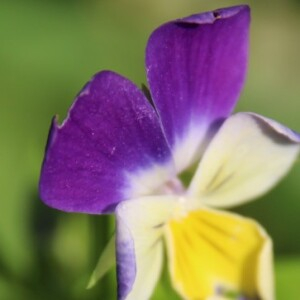 Photographie n°2486230 du taxon Viola tricolor L. [1753]