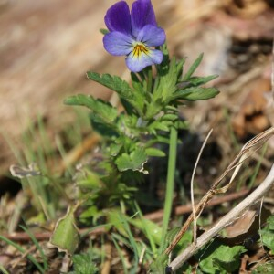 Photographie n°2486231 du taxon Viola tricolor L. [1753]
