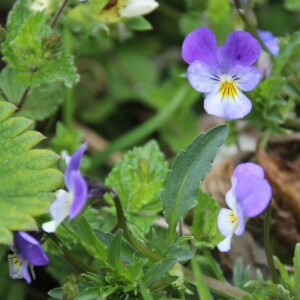 Photographie n°2486232 du taxon Viola tricolor L. [1753]