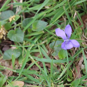 Photographie n°2486234 du taxon Viola riviniana Rchb. [1823]