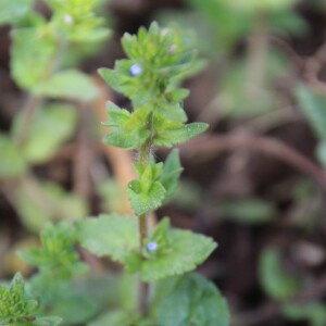 Photographie n°2486256 du taxon Veronica arvensis L. [1753]