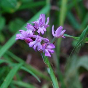 Photographie n°2486293 du taxon Anacamptis pyramidalis (L.) Rich.