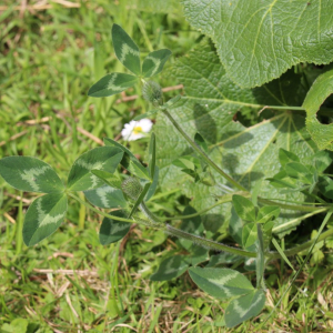 Photographie n°2486298 du taxon Trifolium pratense L. [1753]