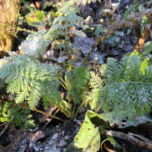 Photographie n°2486309 du taxon Tanacetum vulgare L. [1753]