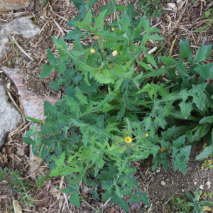 Photographie n°2486322 du taxon Sonchus oleraceus L. [1753]