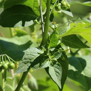 Photographie n°2486326 du taxon Solanum nigrum L. [1753]