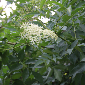 Photographie n°2486336 du taxon Sambucus nigra L. [1753]