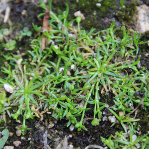 Photographie n°2486338 du taxon Sagina procumbens L. [1753]