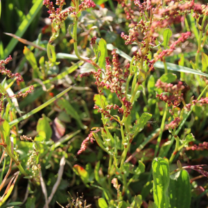 Photographie n°2486344 du taxon Rumex acetosella L. [1753]