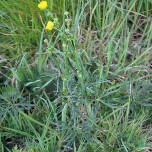 Photographie n°2486354 du taxon Ranunculus acris L. [1753]